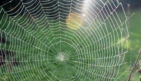 spider web