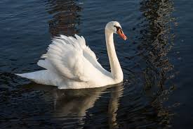 swan