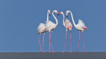 Greater_flamingos_at_Kutch